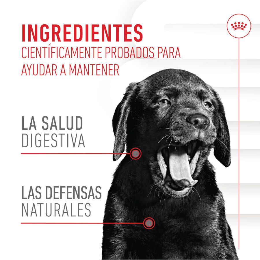 100 g Royal Canin Immunity & Digestion Chews Puppy Suplemento nutricional para perros, , large Imagen numero 4