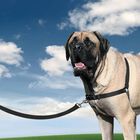 Arnés Easy Walk para perros color Negro, , large image number null