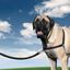 Arnés Easy Walk para perros color Negro, , large indicador imagen numero 8