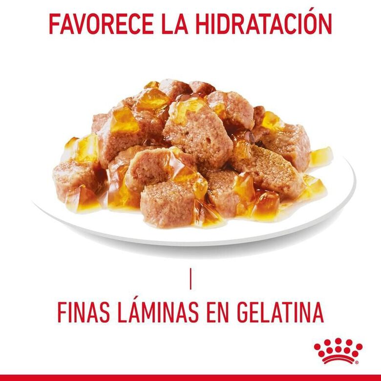 Royal Canin Intense Beauty gelatina sobre para gatos thumbnail