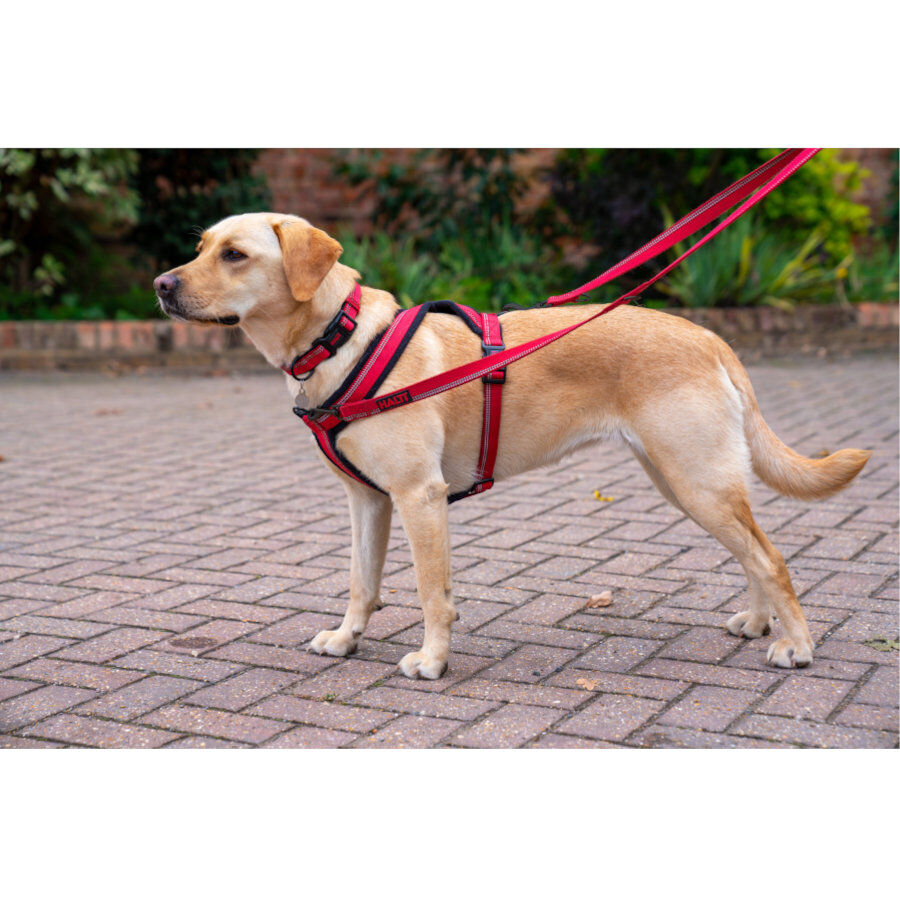 Halti arn&eacute;s acolchado de nylon rojo para perros, , large Imagen numero 2