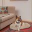 Ferplast Stuart Cama Beige para mascotas, , large indicador imagen numero 4