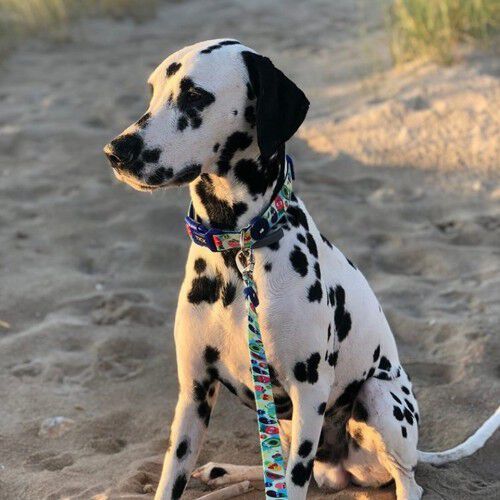 Correa Frutas para perros color Azul, , large Imagen numero 2