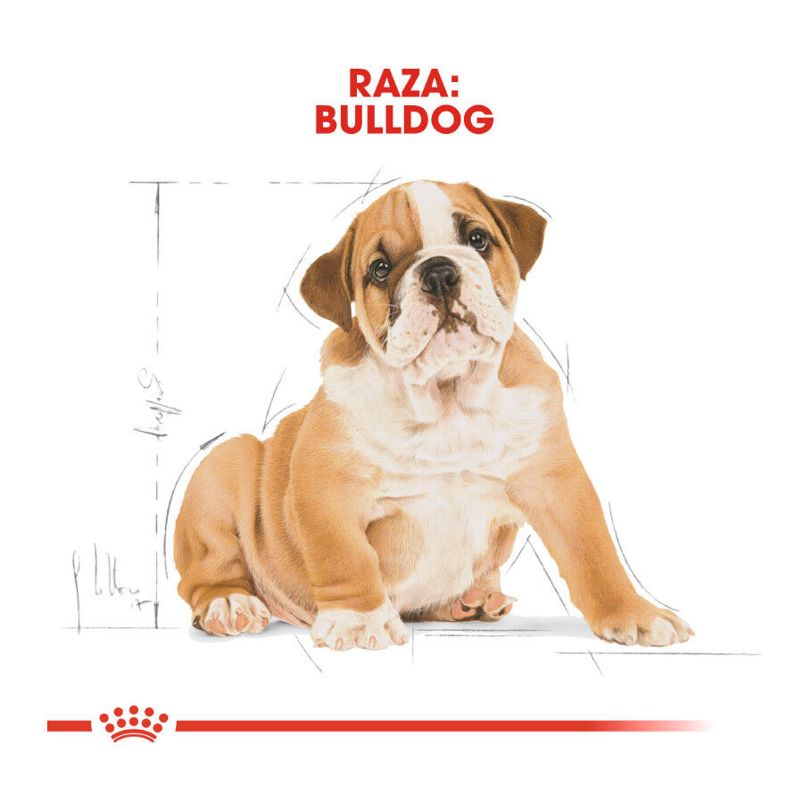 Royal Canin Puppy Bulldog pienso para cachorros thumbnail