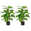 HOMCOM Plantas Artificiales Verde, , large indicador imagen numero 1
