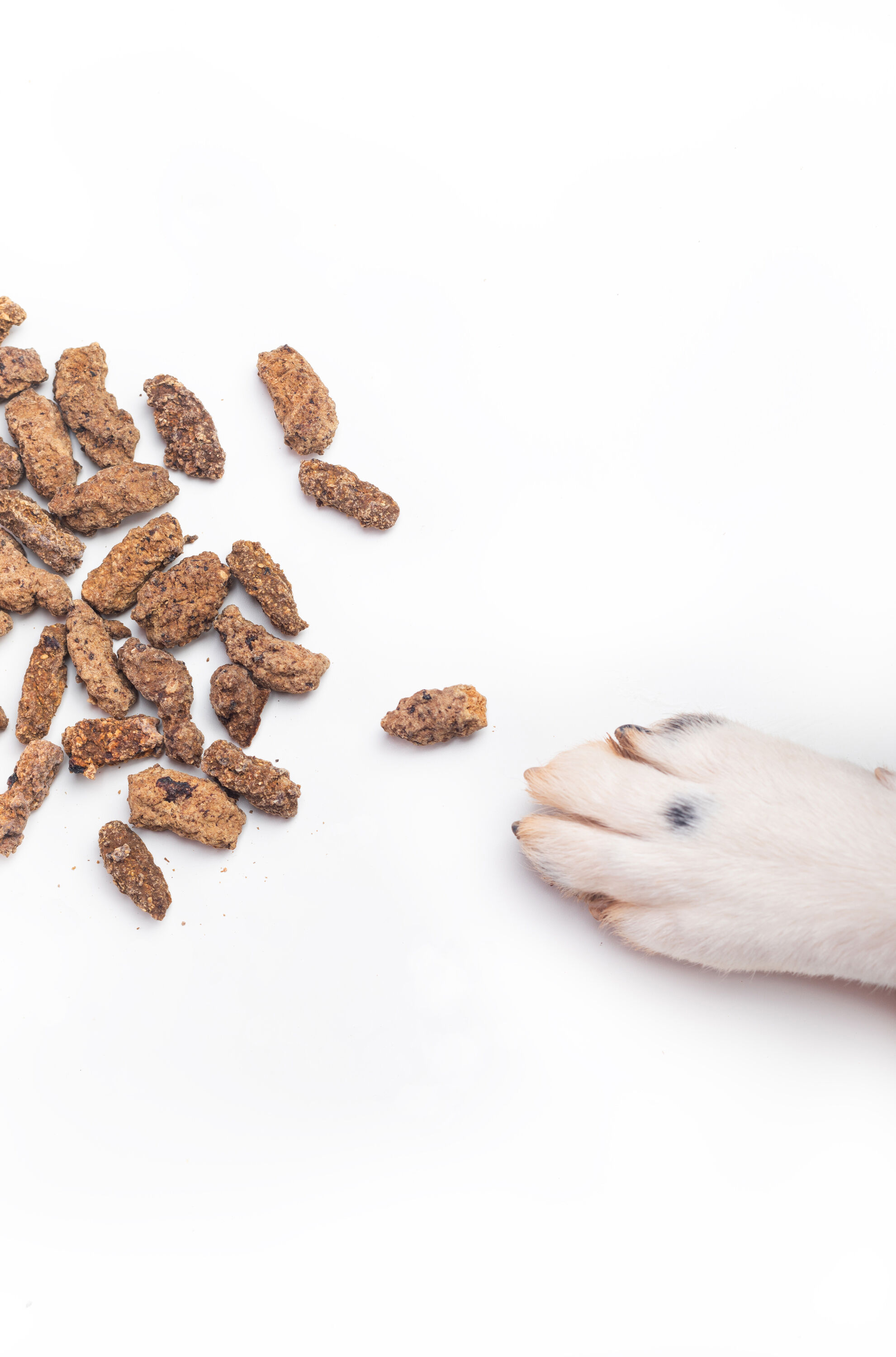 BIMORDISCOS Premios de Jabal&iacute; para Perros, , large Imagen numero 4