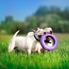 Ferplast puller maxi aro de juguete dental púrpura para perros, , large image number null