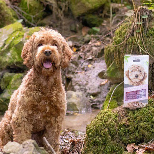 Greenfields Set de Champ&uacute; y Spray Desenredante para labradoodles, , large Imagen numero 5