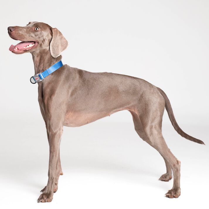 Collar NEON PARTY MIDNIGHT, , large Imagen numero 3