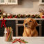 12 barritas Wonder Christmas Barritas Navideñas para perros, , large indicador imagen numero 2