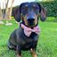 Collar - Bee Happy Dachshunds, , large indicador imagen numero 5