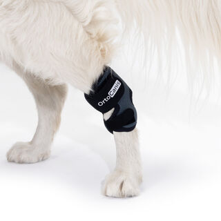 Ortocanis Soporte De Tarso Para Perros Con Artrosis