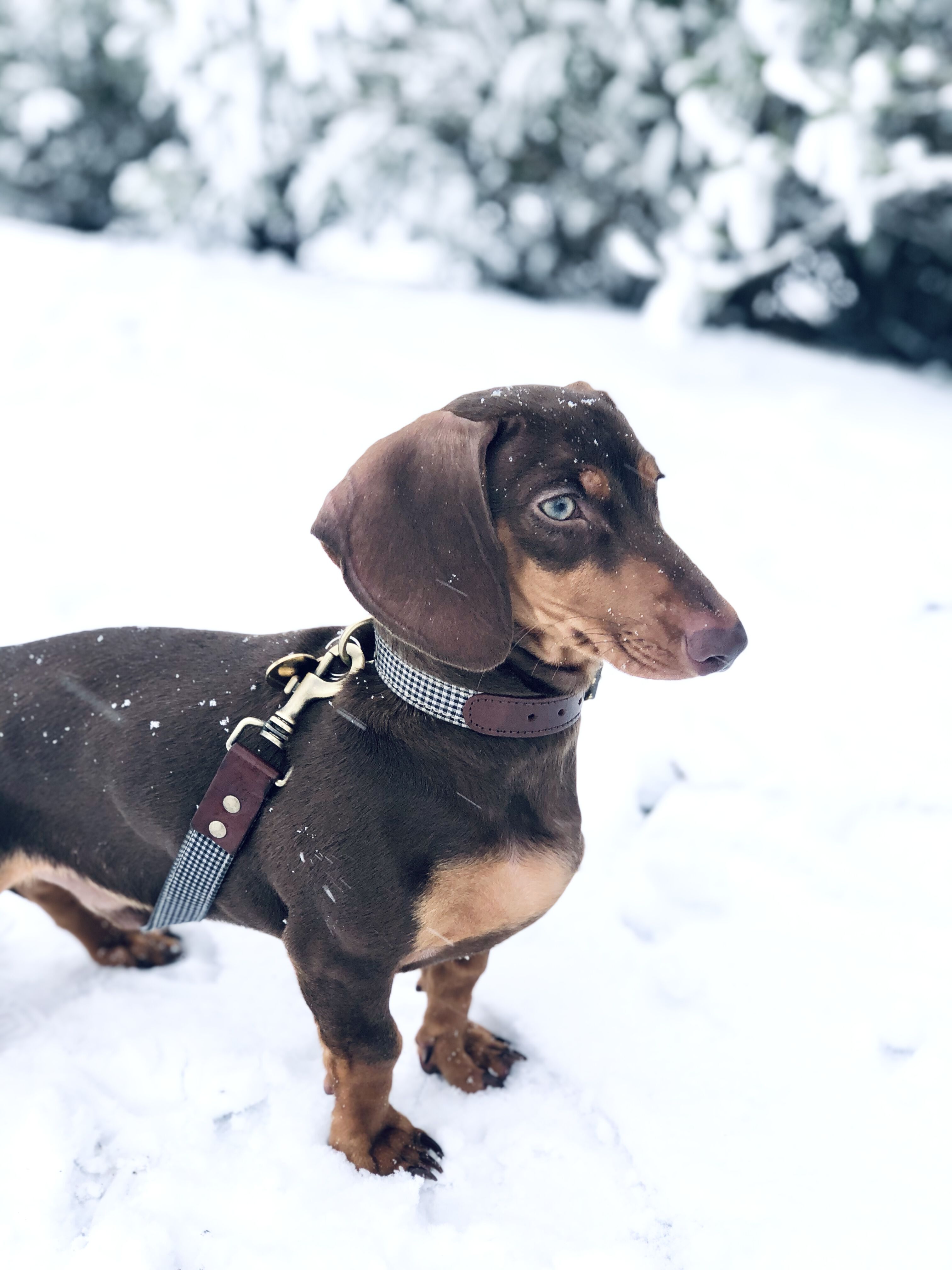 COLLAR MILO, , large Imagen numero 4