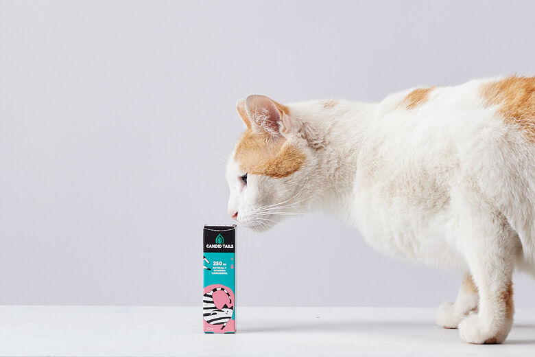 Petidibidiol Aceite de CBD para gatos thumbnail