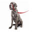 Beaphar Gentle Leader Collar de adiestramiento Rojo para perros, , large indicador imagen numero 2