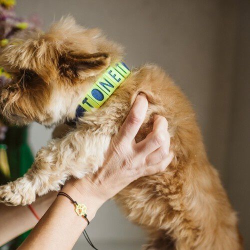 Seron collar personalizado de nylon azul y amarillo para mascotas, , large Imagen numero 2