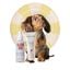 Pack Verano Patas y Sol para perros &middot; Crema Protectora de Almohadillas + Spray Solar SPF 30 &middot; Protecci&oacute;n frente al asfalto caliente y las quemaduras solares &middot; Hecho en Espa&ntilde;a, , large indicador imagen numero 1