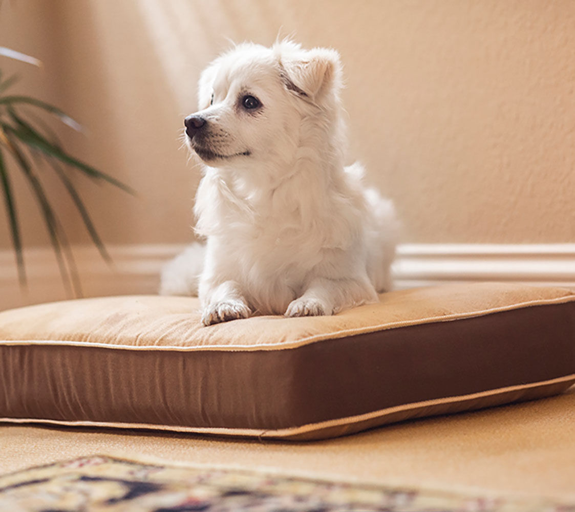 FINCA CASAREJO Cama para Perros y Gatos- F&aacute;cil de Lavar - Colchoneta Super Confortable 7,7cm de Grosor- 3 tama&ntilde;os Diferentes en funci&oacute;n del tama&ntilde;o del Perro (Medium (69x47cm)), , large Imagen numero 5