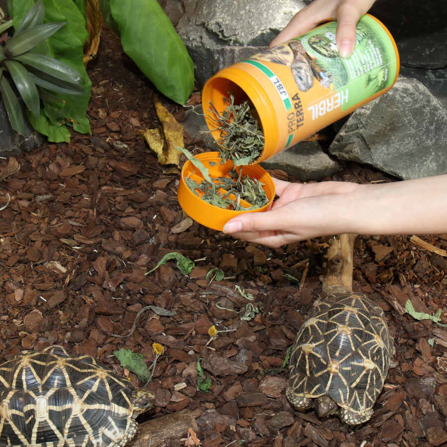 JBL Proterra Herbil alimento para tortugas thumbnail