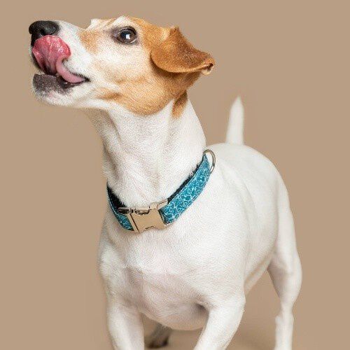 Baona collar guanabara verde para perros, , large Imagen numero 2