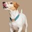 Baona collar guanabara verde para perros, , large indicador imagen numero 2