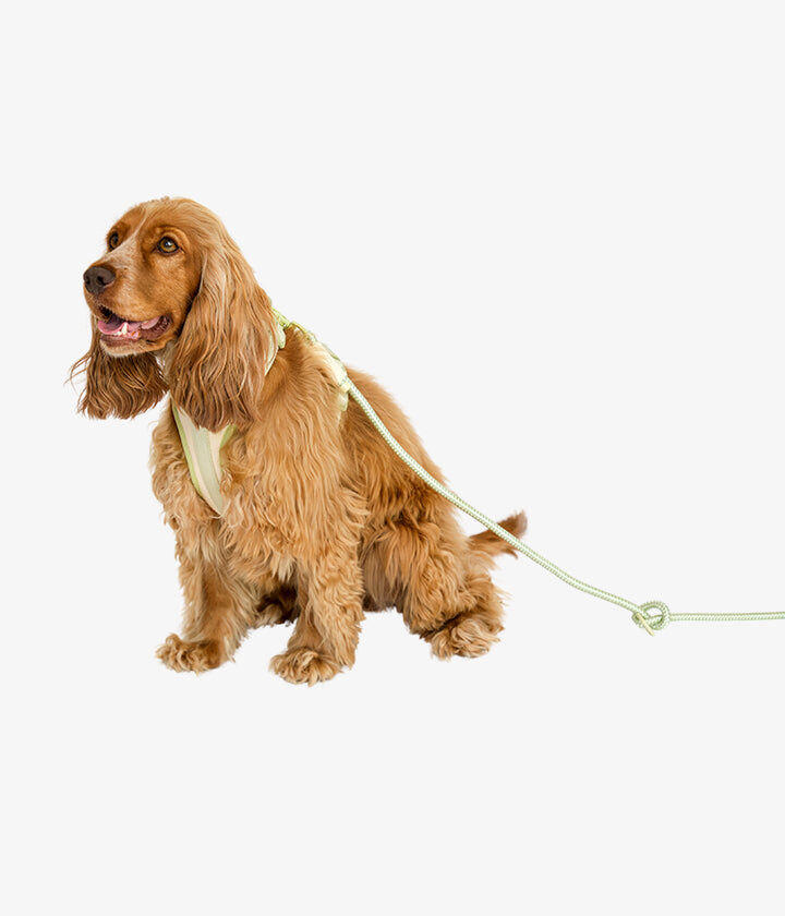 Pet and Co Set De Arn&eacute;s y Correa Vainilla Rex - Perros, , large Imagen numero 4