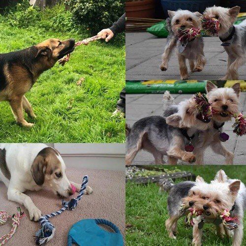 Set juguetes para perro color Multicolor thumbnail