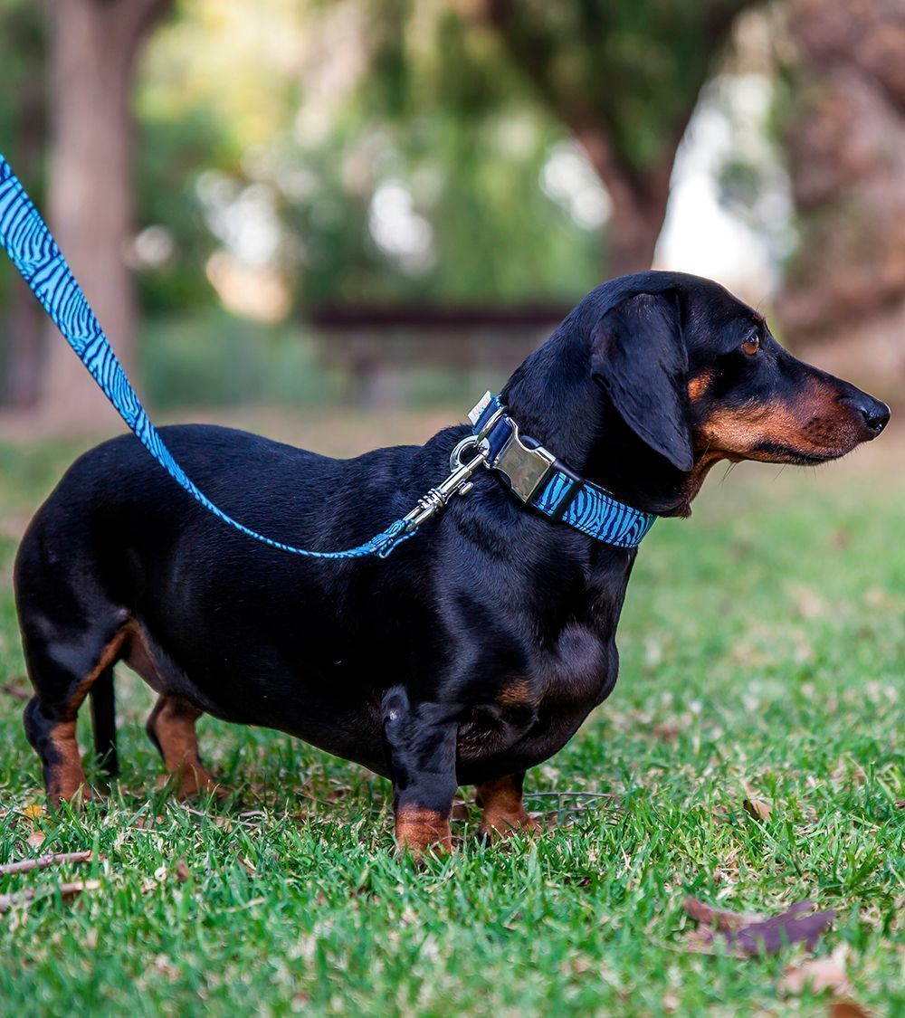 Collar Pamppy Funny Cebra Azul para perros color Multicolor, , large Imagen numero 3