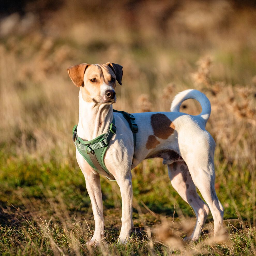 La Casa de Turrón Arnés Adventure Jungle verde con 3 puntos de enganche para perro thumbnail