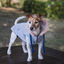 Freedog Abrigo Impermeable Iceguard Azul Cielo para perros, , large indicador imagen numero 4