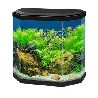 Ciano Aqua 30 Led Negro
