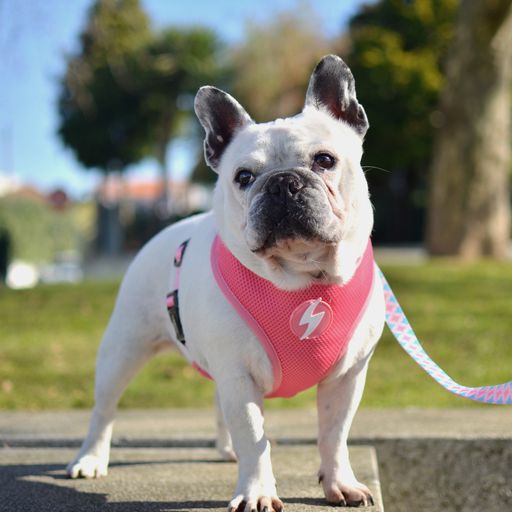 Correa Coral para perros color Multicolor, , large Imagen numero 4