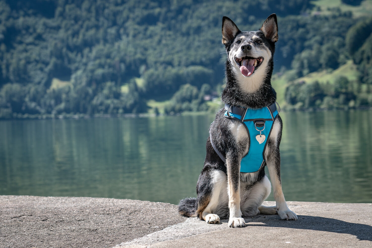 Placa identificativa Diamante Coraz&oacute;n para perros, , large Imagen numero 2