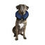 Karlie PetCare Collar Isabelino Inflable para perros, , large indicador imagen numero 3