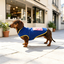 Gotoo Chaqueta Azul con Bolsillo para perros, , large indicador imagen numero 1