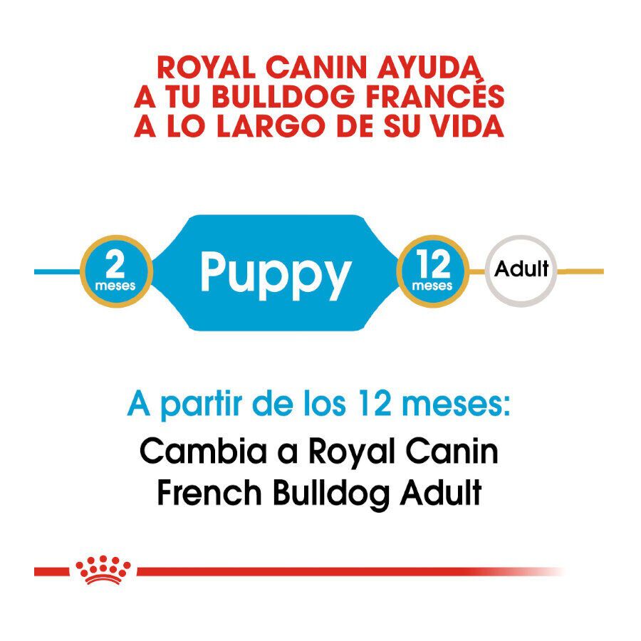 Royal Canin Puppy French Bulldog pienso para perros thumbnail