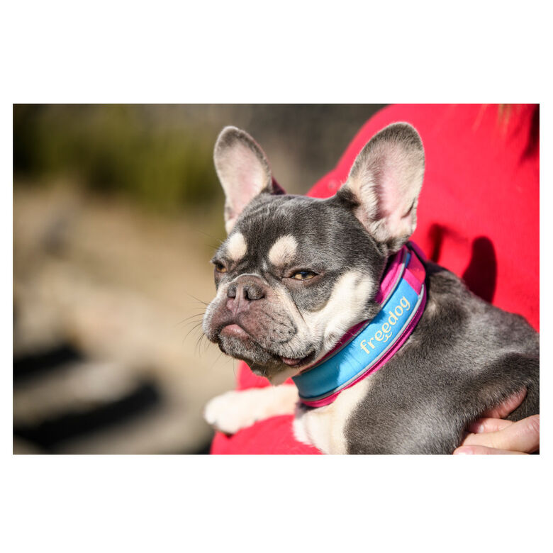 Freedog Cool Pro Tech Collar Refrescante Fucsia Deportivo para perros thumbnail