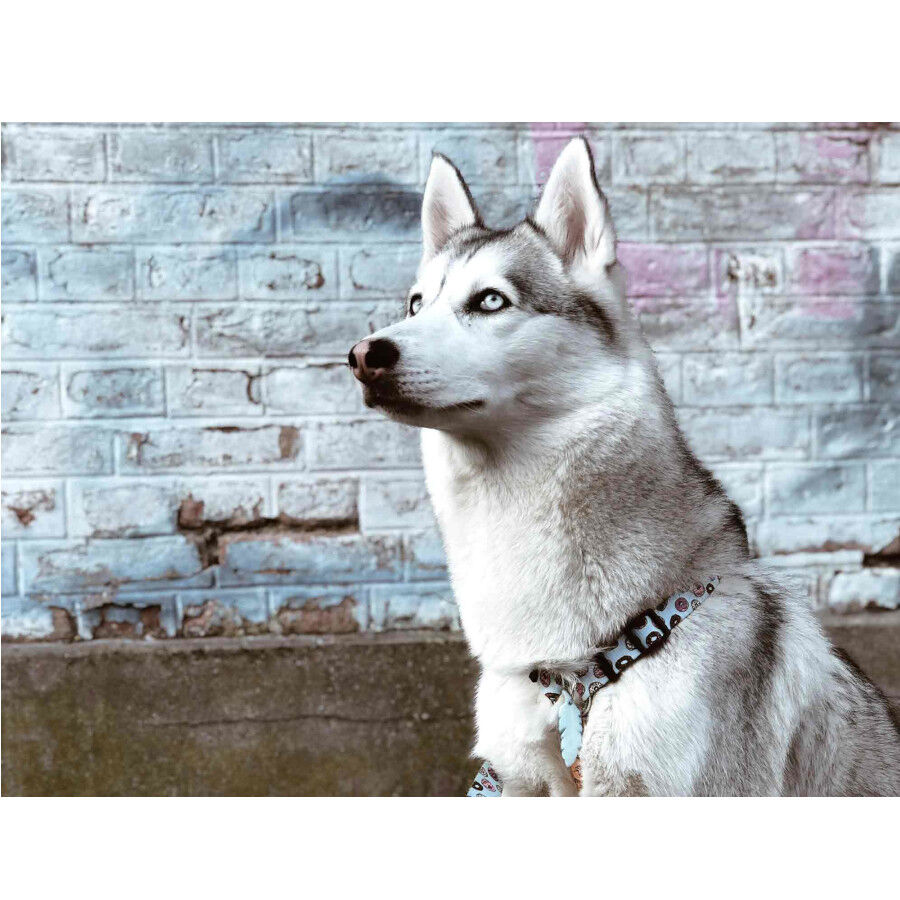 Dukier Arn&eacute;s Cl&aacute;sico Estampado Cupcakes&Donunts para perros, , large Imagen numero 2