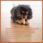 Palillo masticable de queso duro Wildfang® Yak según la receta del Himalaya para perros - S, , large indicador imagen numero 4