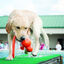 Kong Wubba Acuático juguete para perros, , large indicador imagen numero 2