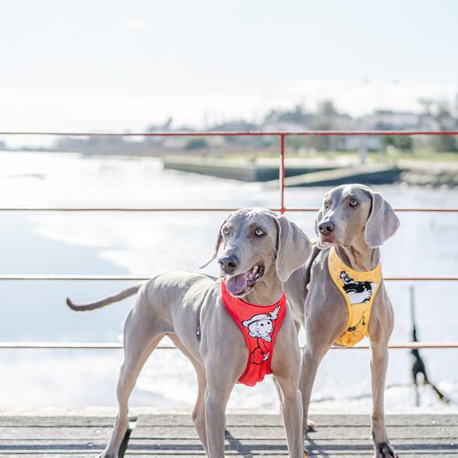 Arn&eacute;s reversible Neo Mesh SweePea para perros color Rojo, , large Imagen numero 5