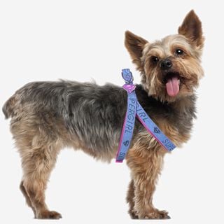 FORFANPETS SuperGirl Arnés Rosa y Azul para perros