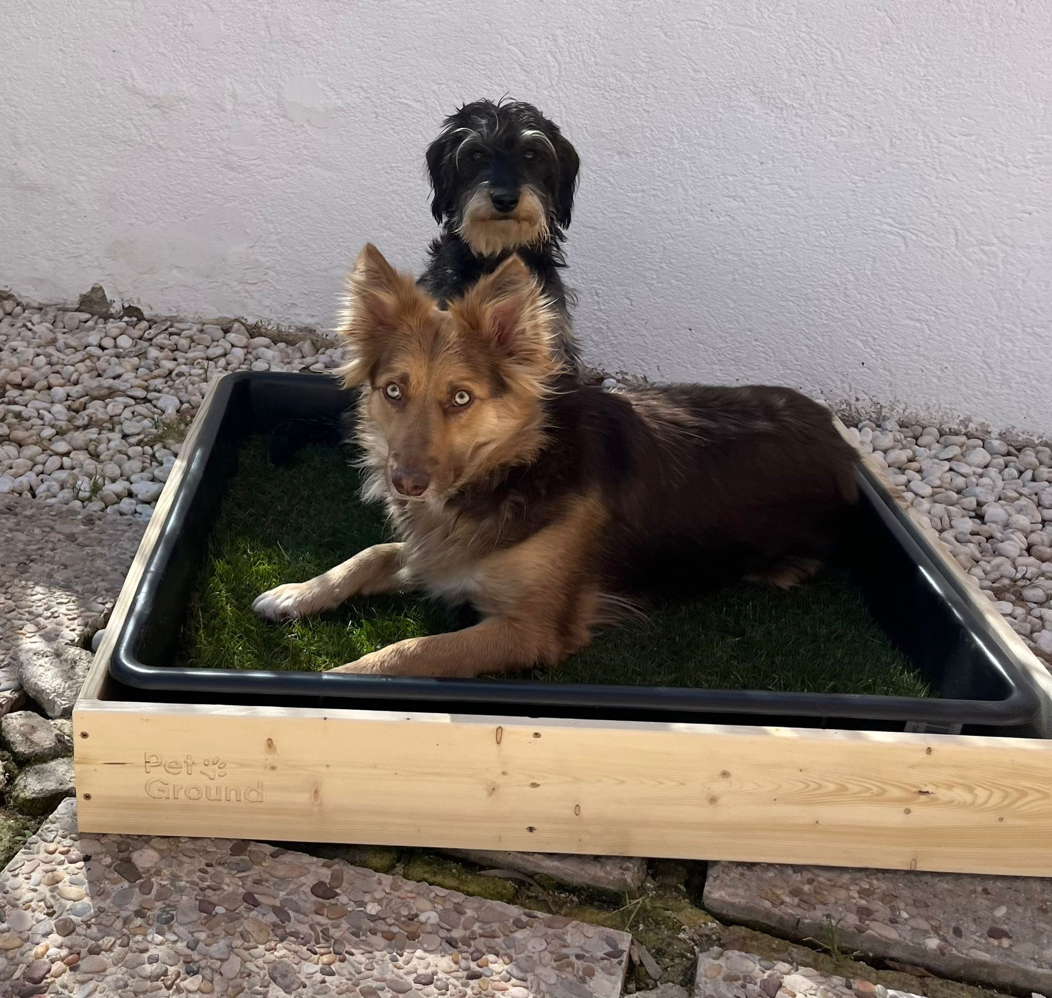 Cajas de shop madera para perros