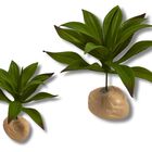 Planta Lilium de decoración para terrarios, , large image number null