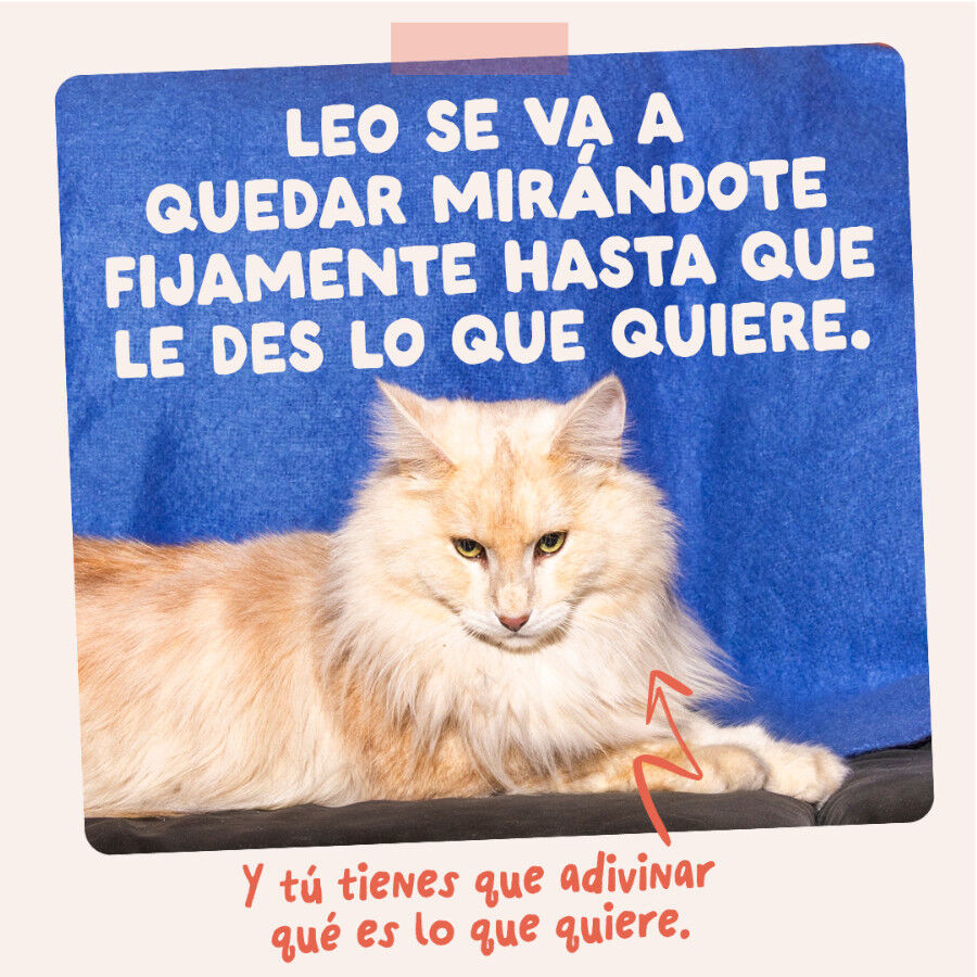 85 g Edgard & Cooper Trucha y Pollo sobre en salsa para gatos, , large Imagen numero 10