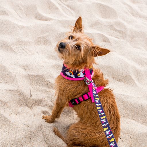 Correa de poli&eacute;ster Unicorn para perros color Varios, , large Imagen numero 3