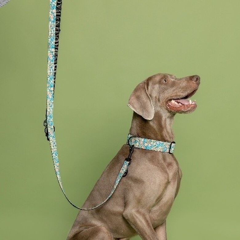 Baona correa kamilo multiposición de nylon reciclado para perros thumbnail