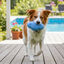 Summer Vibes Pelota Rugby Mordedor Juguete para perros, , large indicador imagen numero 1