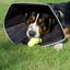 All Four Paws Collar de recuperación Comfy Cone negro XL 30cm, , large indicador imagen numero 3