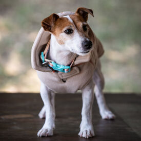 Freedog Polar Snowpuff Beige para perros